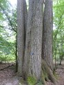 2018-05-24 10-08-06  Rando Fontainebleau FGn
